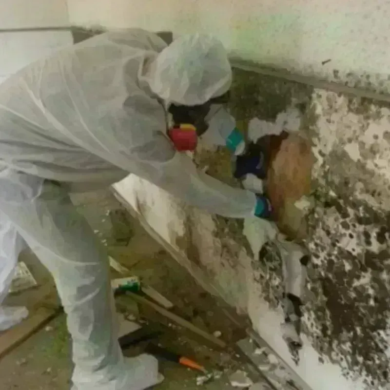 Mold Remediation and Removal in Highlands, NJ